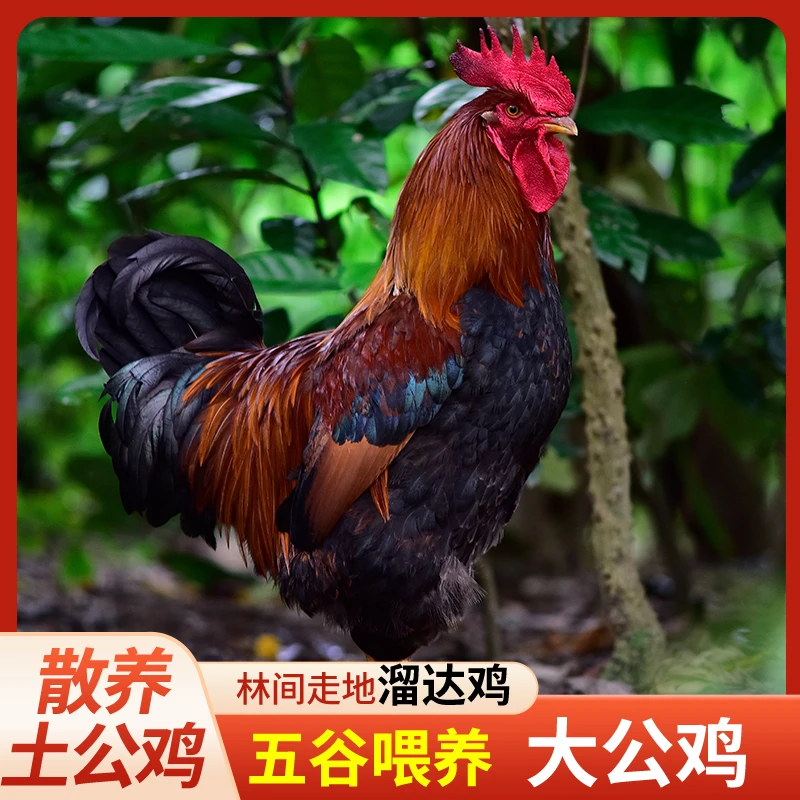 谷物喂养农家散养土公鸡