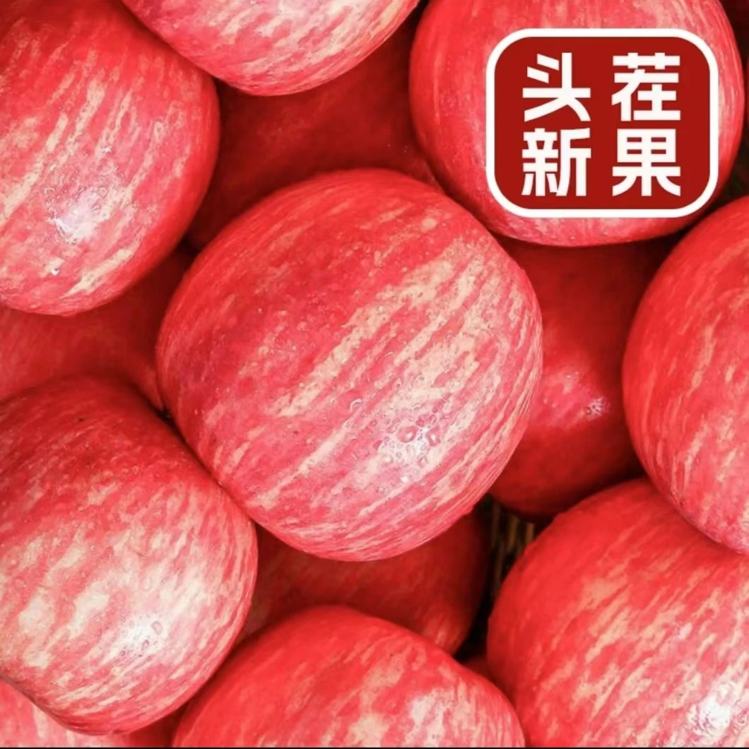 【野里垣】洛川富士苹果（精品果）净重4-4.5斤 果中珍品果肉细腻多汁甜酸适度苹果浓郁的果香征服您的味蕾