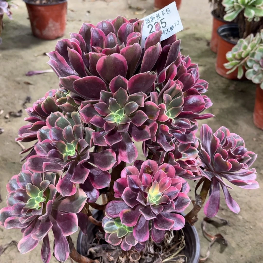 235金丝雀多肉植物法师