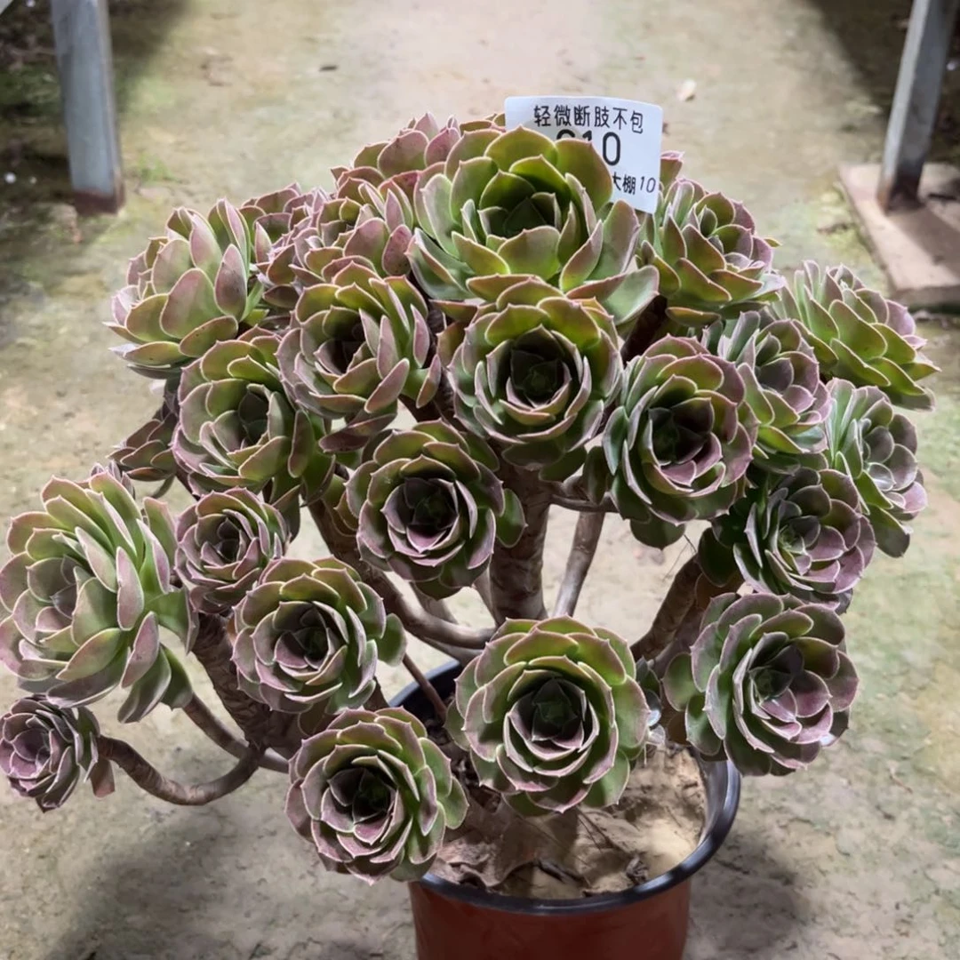 610荷兰园叶玫瑰多肉植物