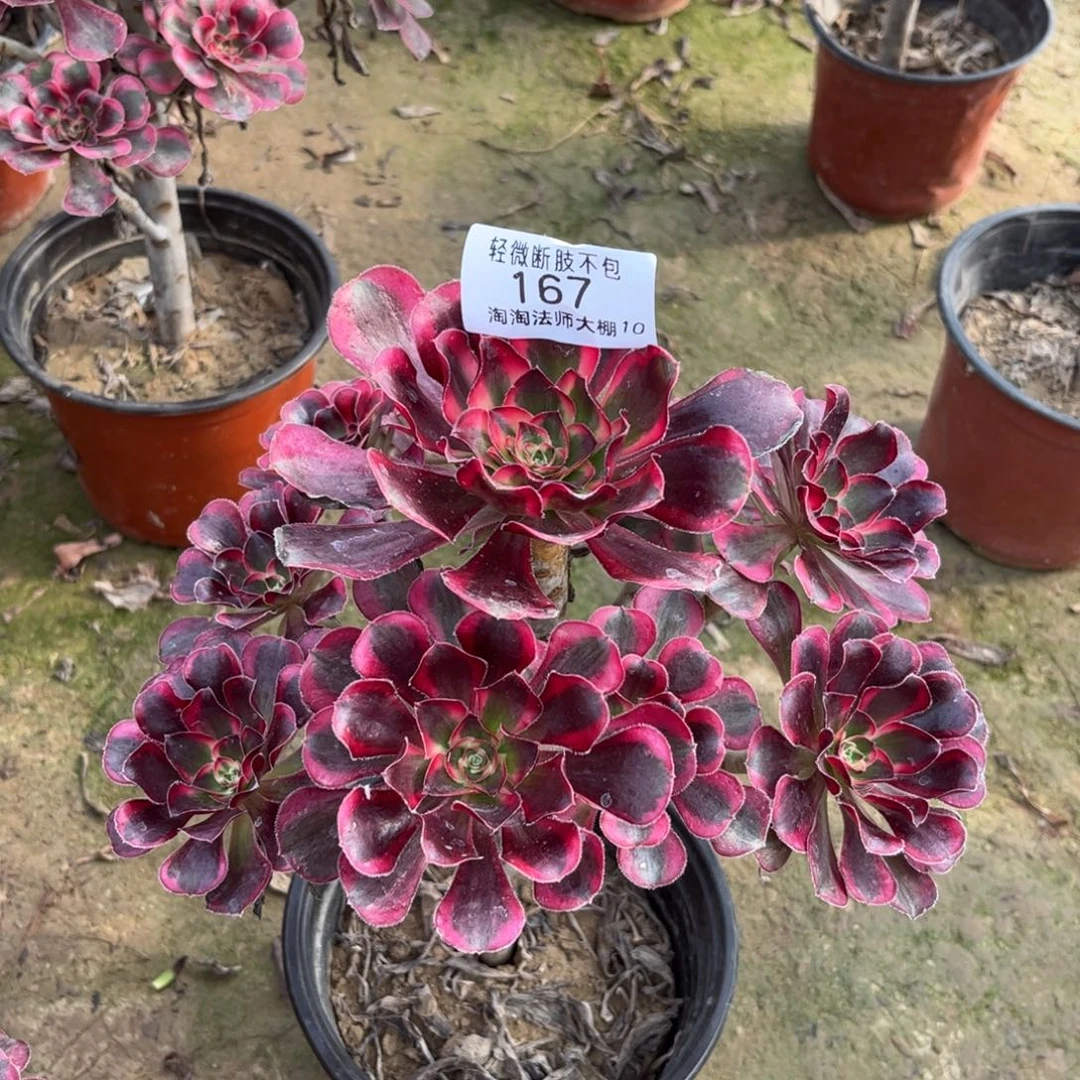 167丽娜多肉植物法师