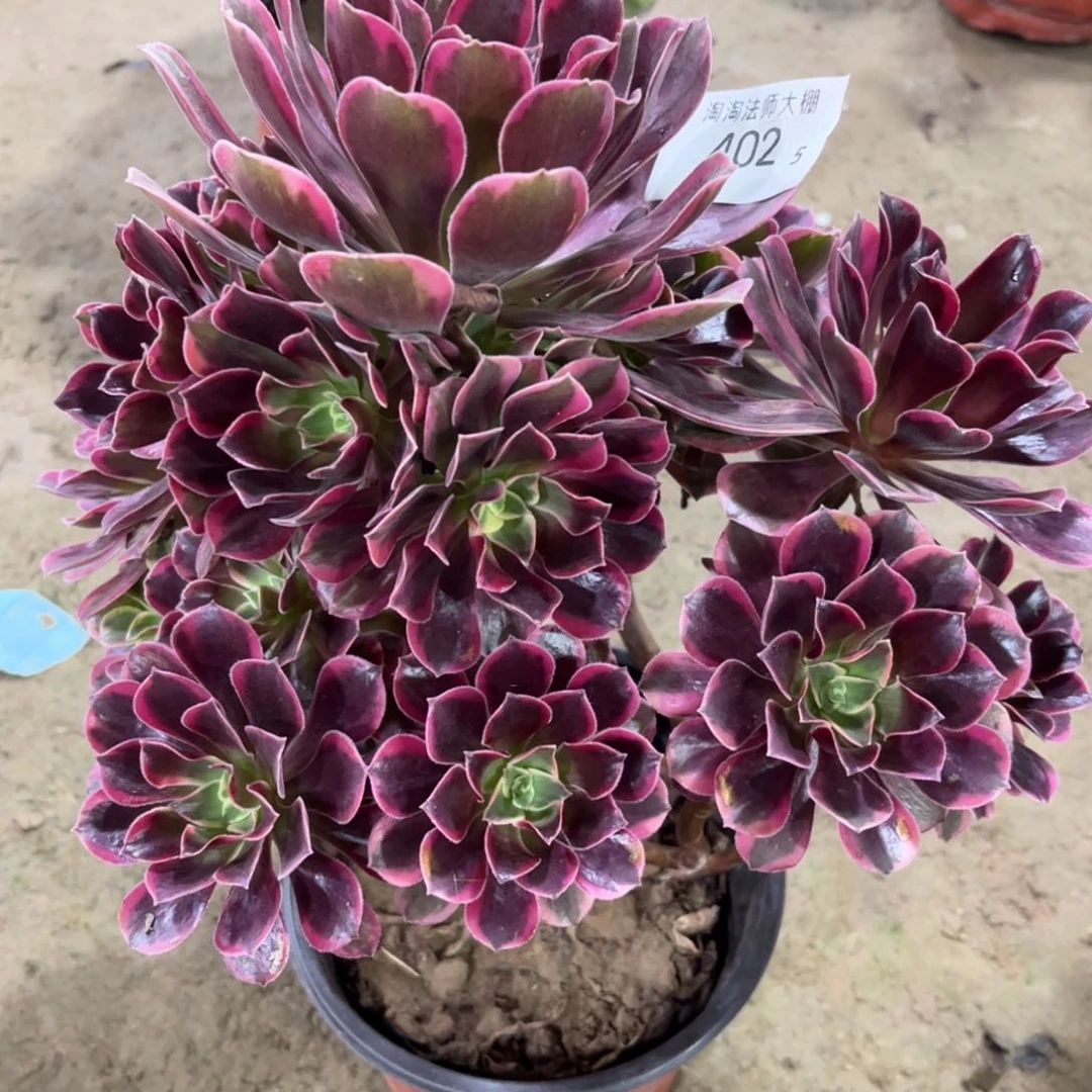 402金丝雀多肉植物法师