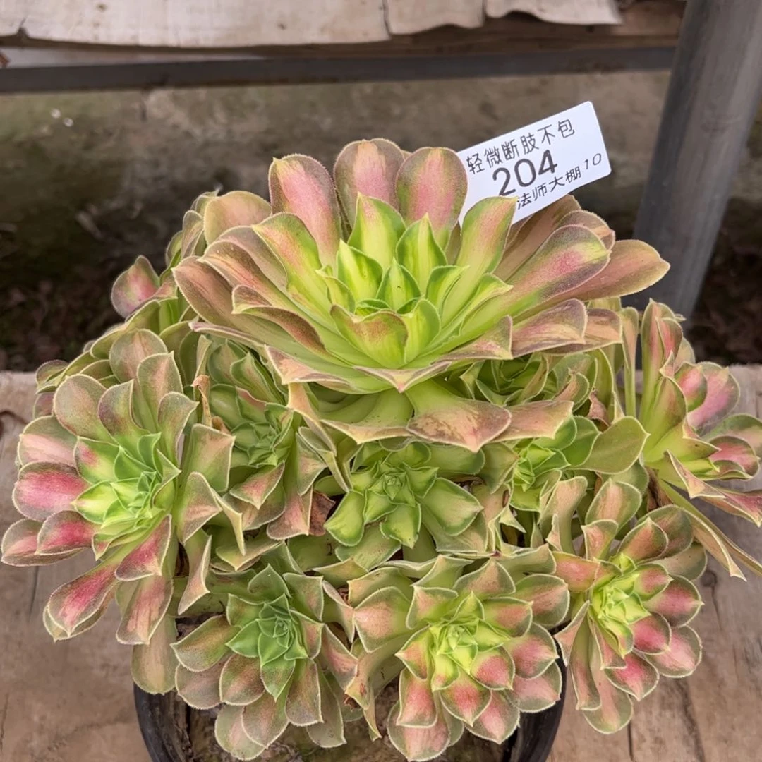 204韶华多肉植物