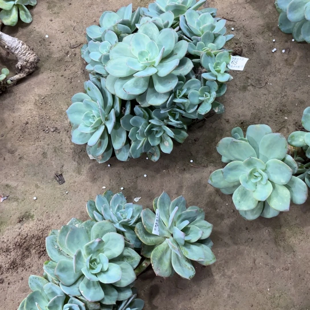 『****』65   64两棵白凤多肉植物法师