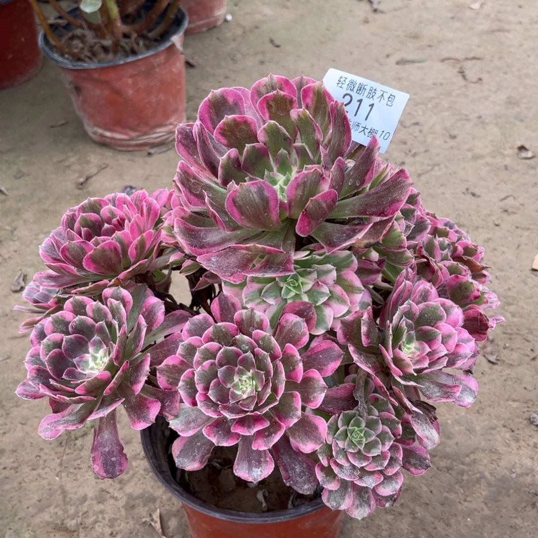 武*?211粉铜多肉植物法师