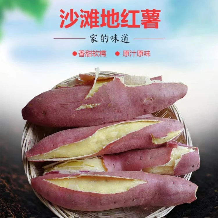 陕西板栗红薯农产品地瓜番薯新鲜香甜皮薄好吃直发美味尝鲜天安门