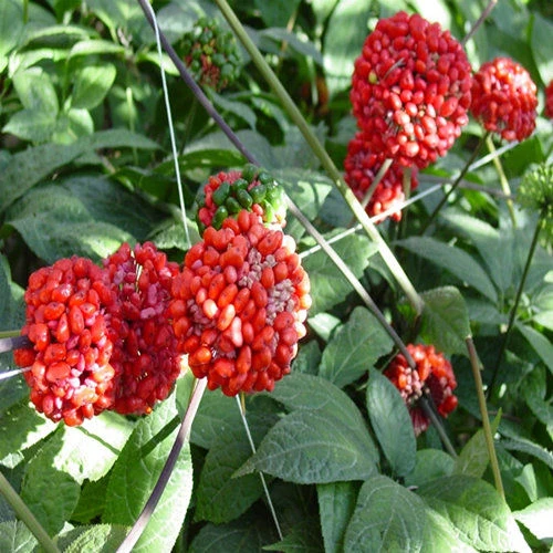 正宗云南三七种子,文山三七盆栽苗三七苗名贵药材田七种子苗盆栽