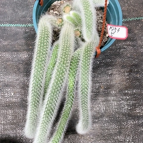 微***?你好哈哈啊哈哈哈哈哈