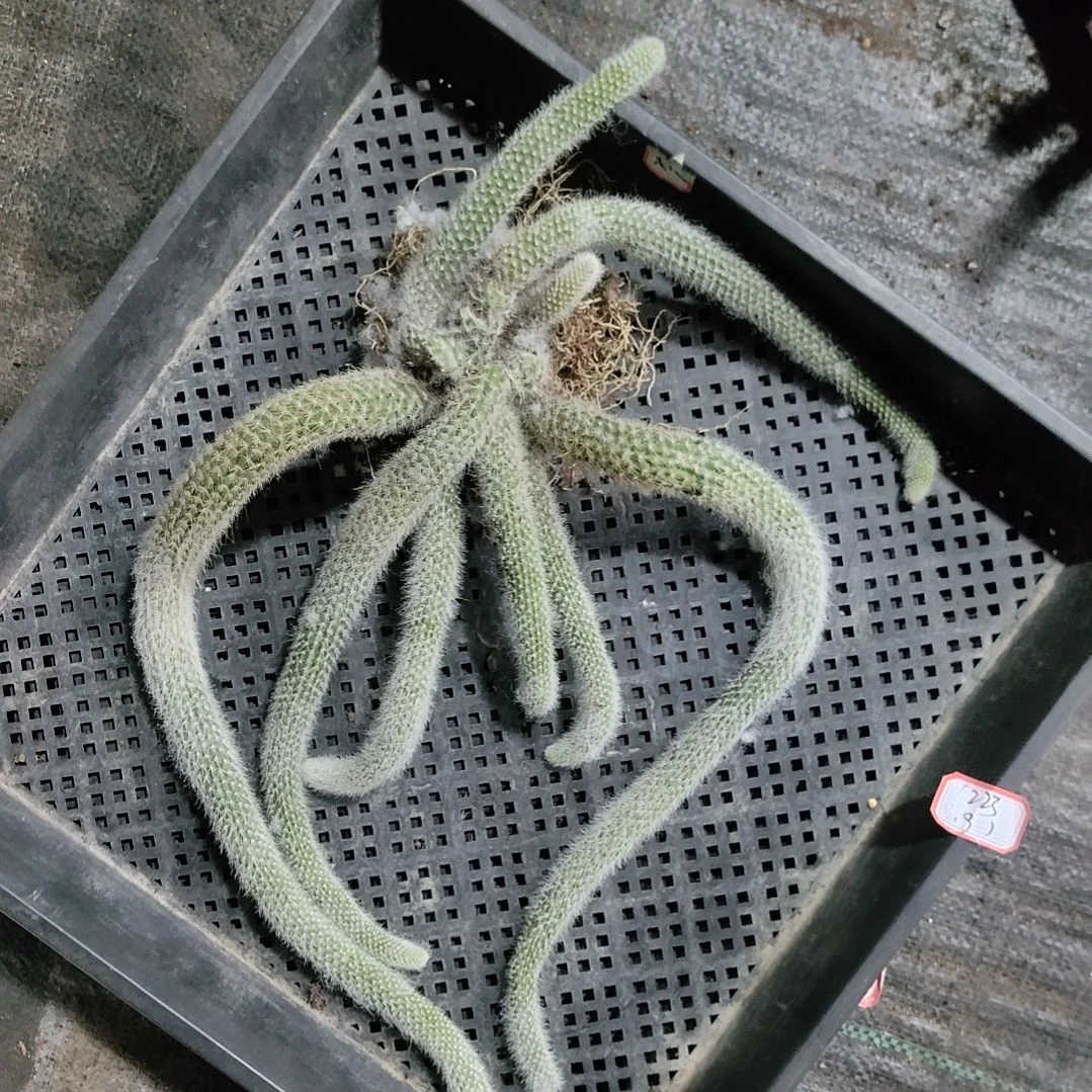 我****物九尾狐太不值钱了。。。