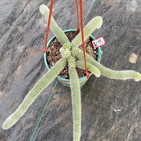 淡*淡颜 专拍………