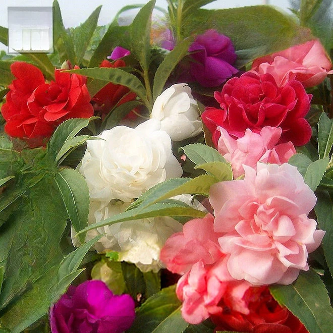 重瓣凤仙花种子指甲花四季易活茶花凤仙盆栽花草种籽