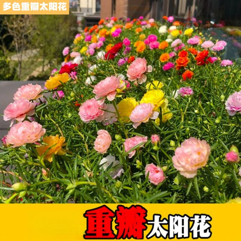 【10000粒太阳花种子】混色7色重瓣太阳花易活易种阳台庭院