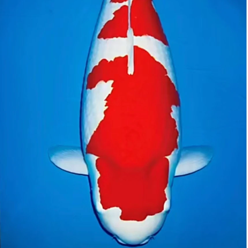 纯种进口锦鲤火鲤日本红白三色丹顶高端锦鲤鱼池观赏鱼