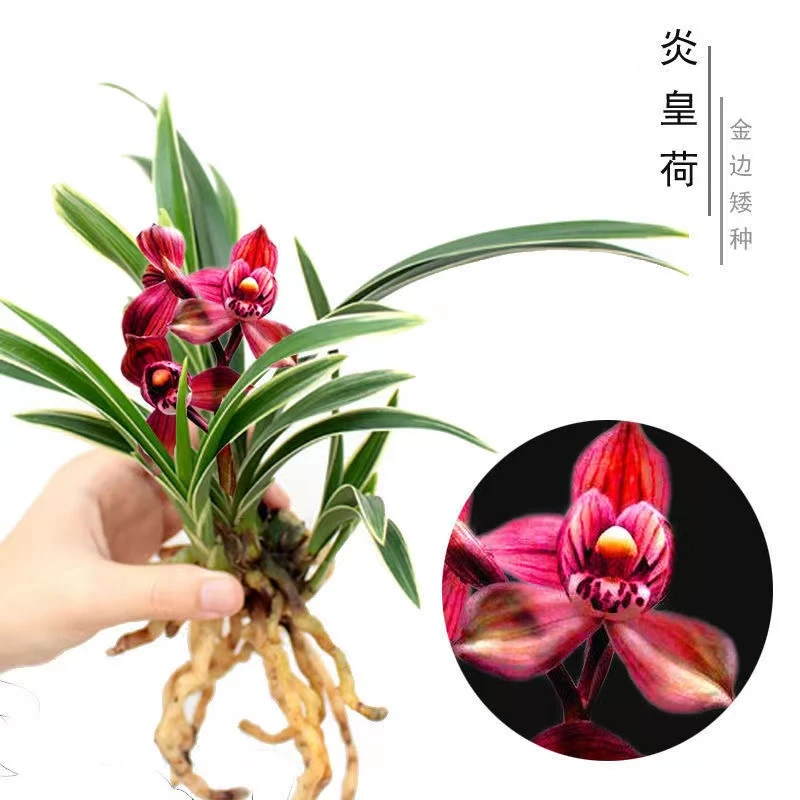 金边兰花苗浓香型炎皇荷室内绿植物盆栽花卉好养活兰花苗
