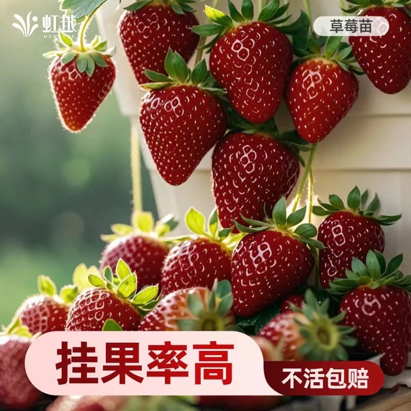 草莓苗黑珍珠草莓秧苗阳台盆栽四季草莓苗南北方果树种植当年结果