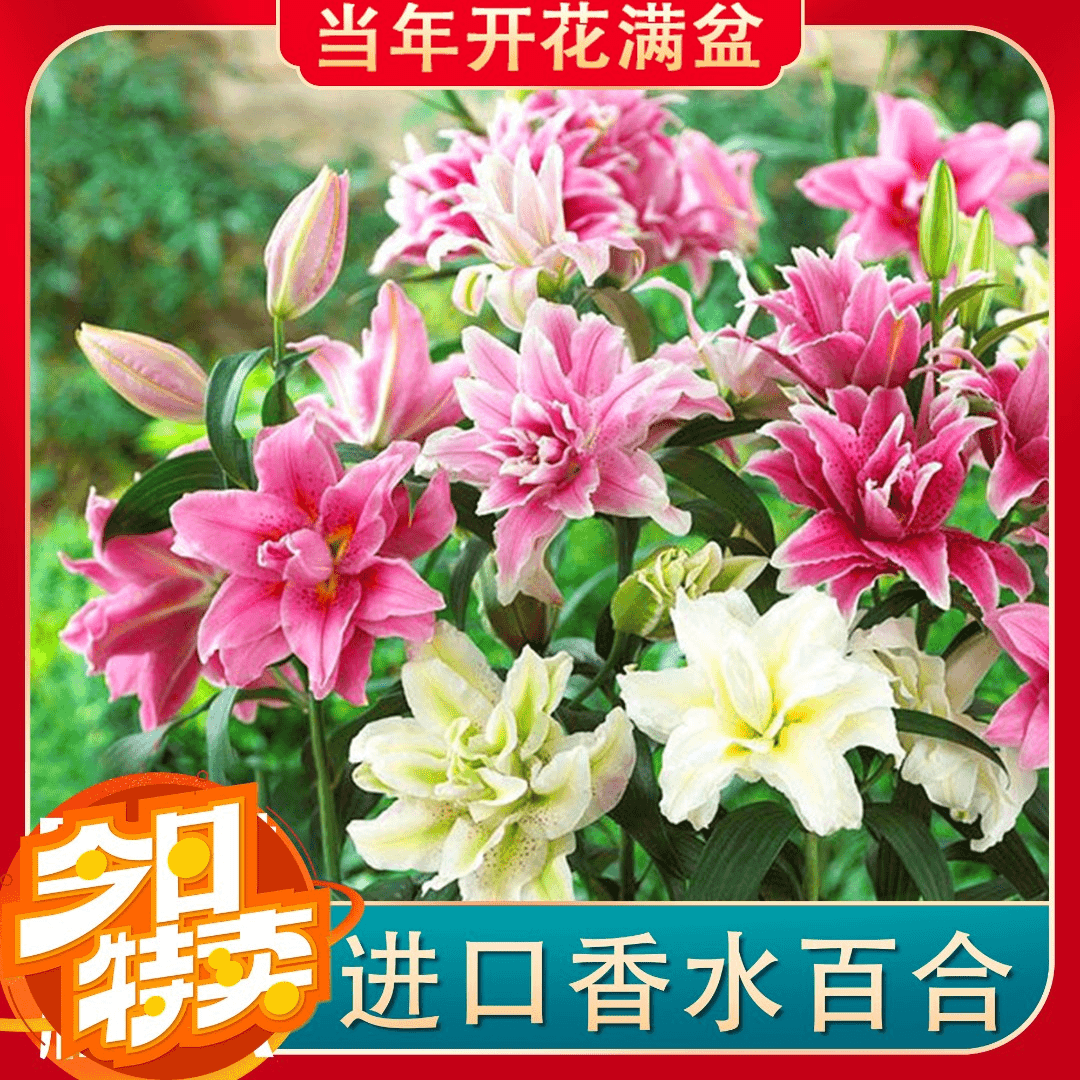 【5颗带盆栽好】进口香水百合种球百合花盆栽室内阳台春季开花