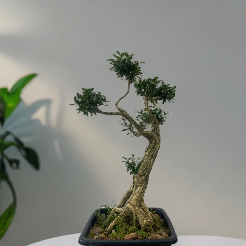 （一物一拍）黄杨盆景素材，雀舌素材，龙鳞黑珍珠黄杨素材