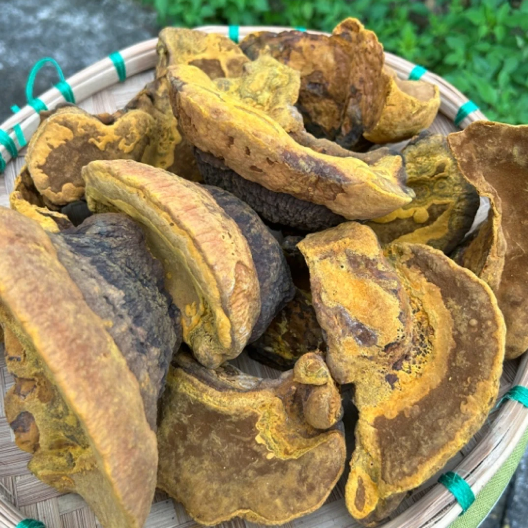 【金边桑黄】中缅山货 高端滋补食材