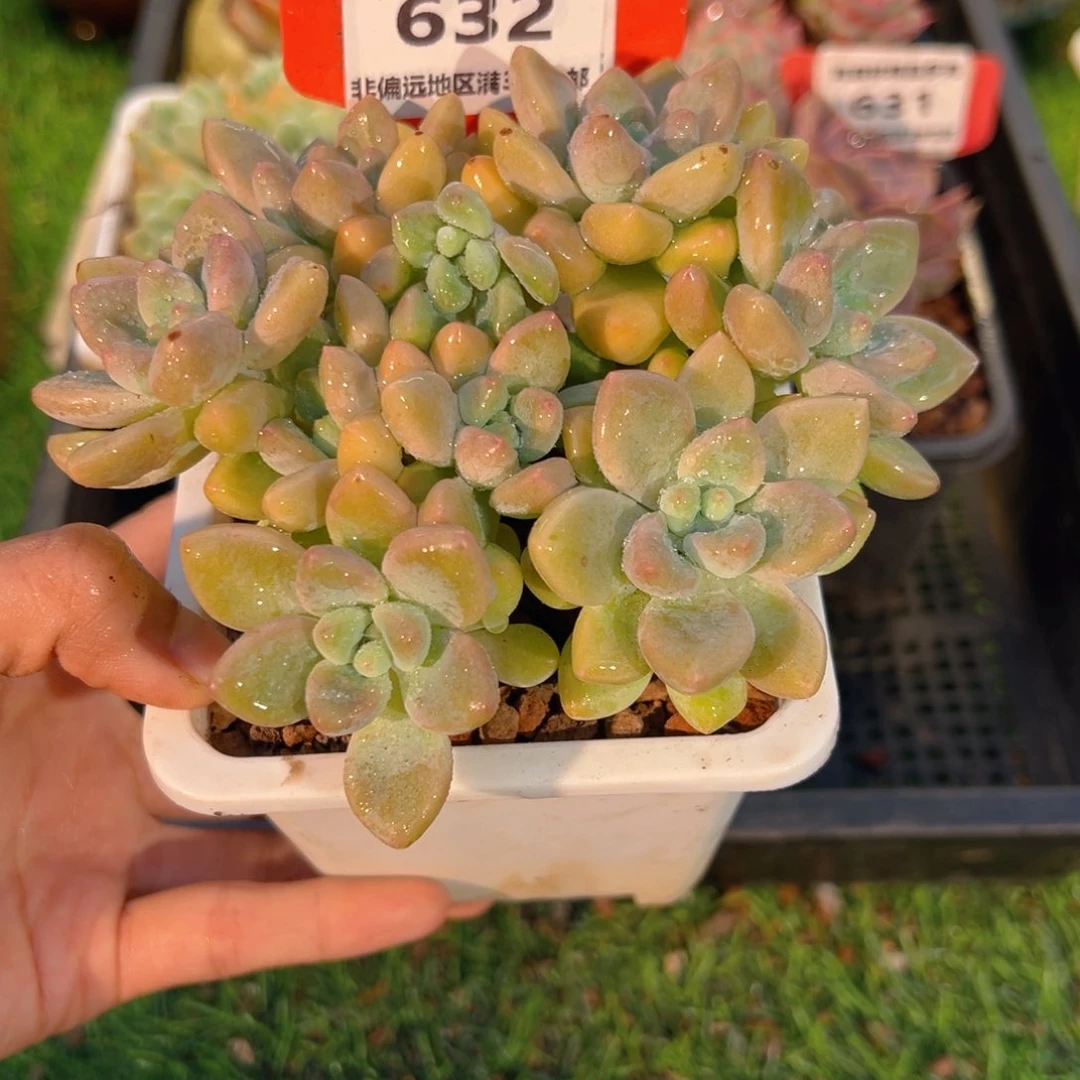 表妹精品多肉632.