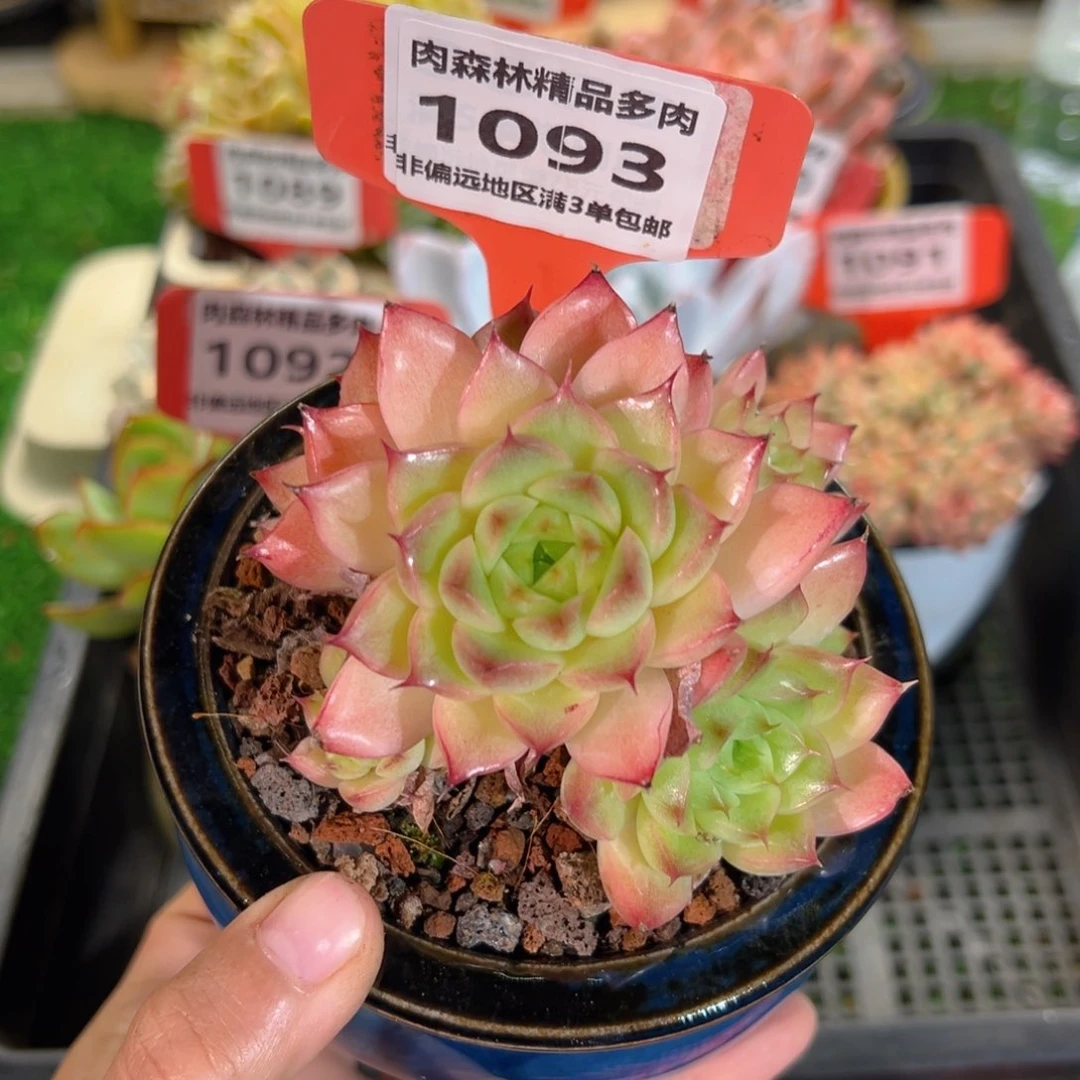 肉森林精品多肉1093.