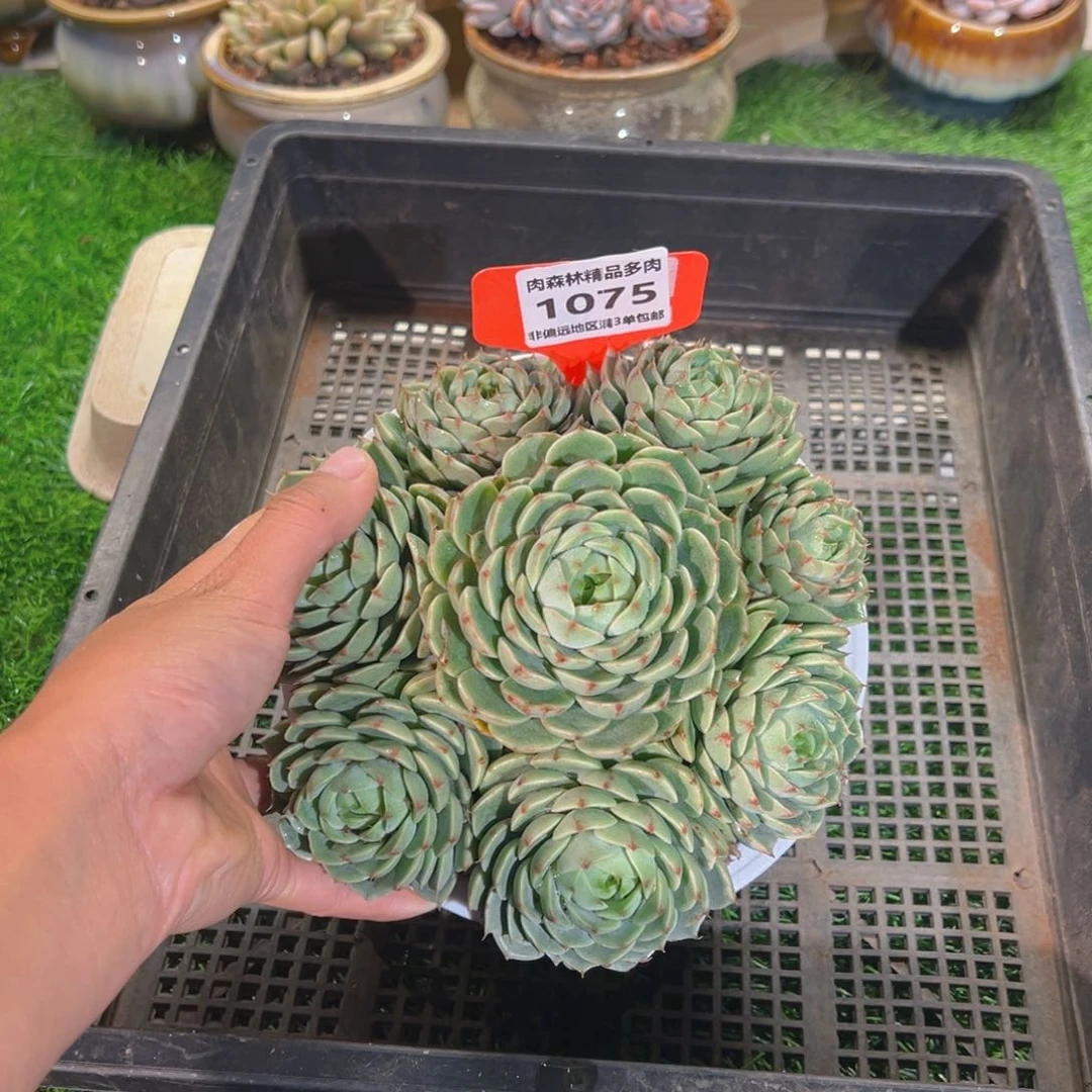 肉森林精品多肉1075.