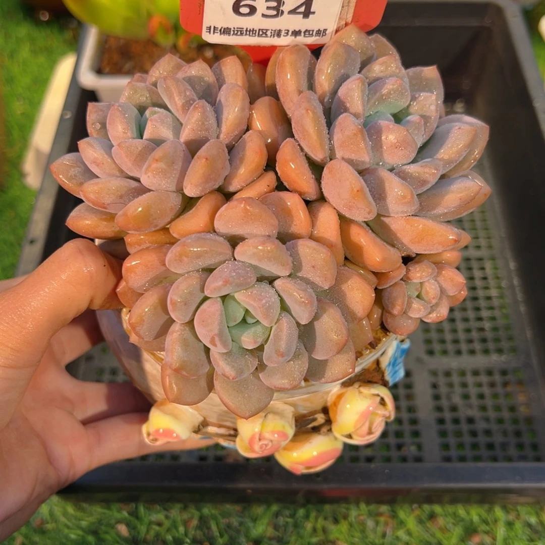 表妹精品多肉634: