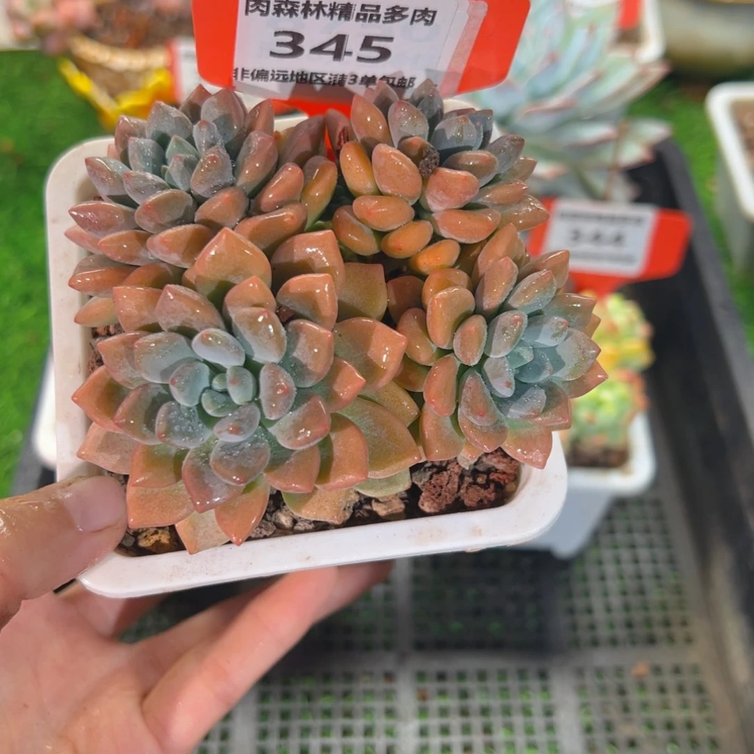 肉森林精品多肉345.