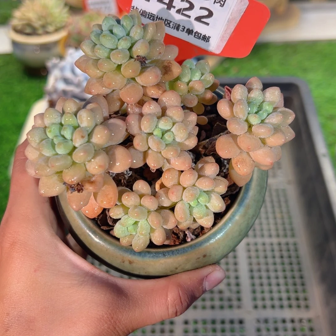 肉森林精品多肉1422.