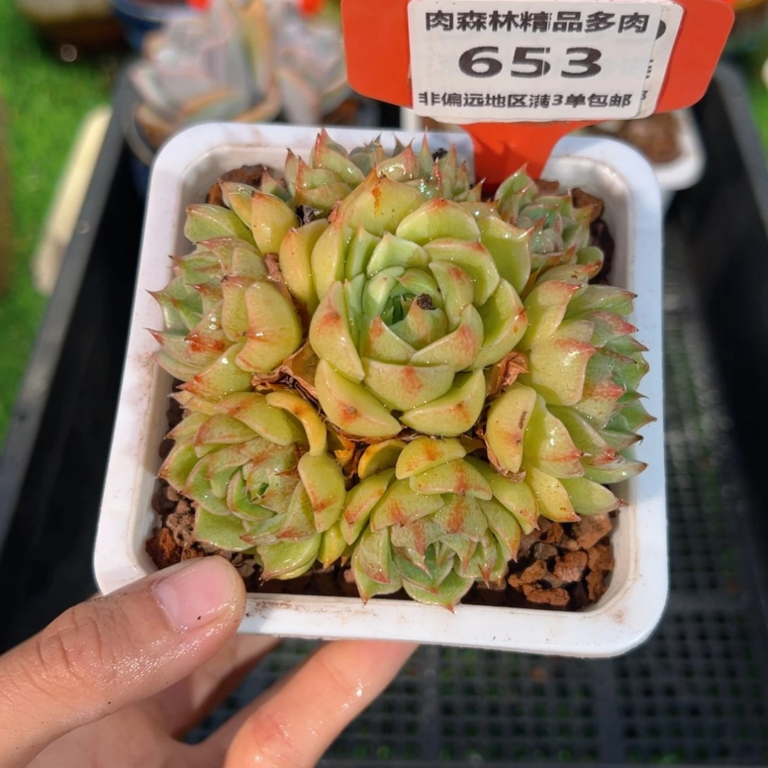 肉森林精品多肉653.
