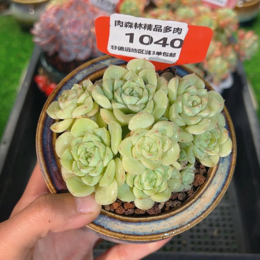 肉森林精品多肉1040.