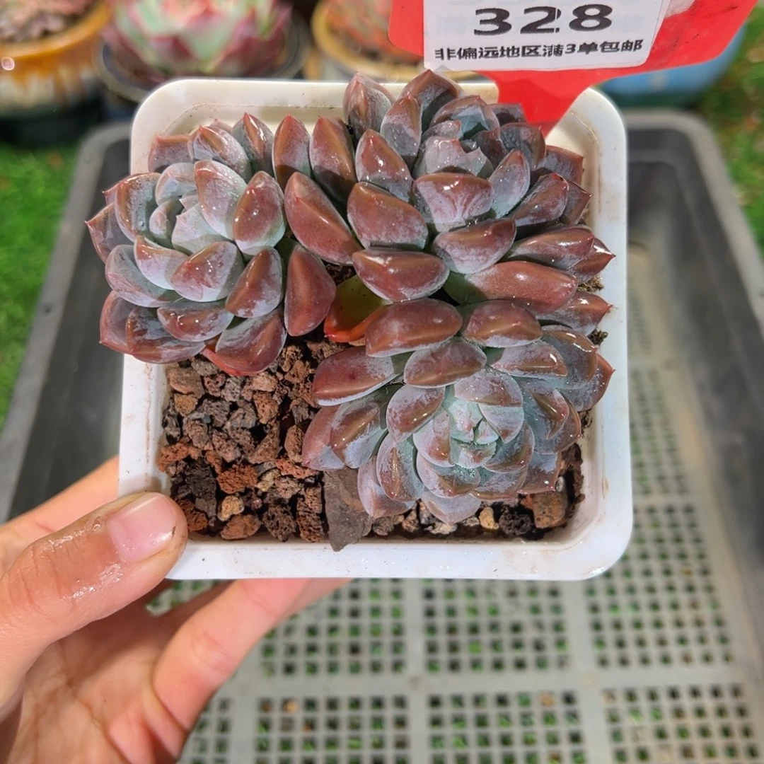肉森林精品多肉328.