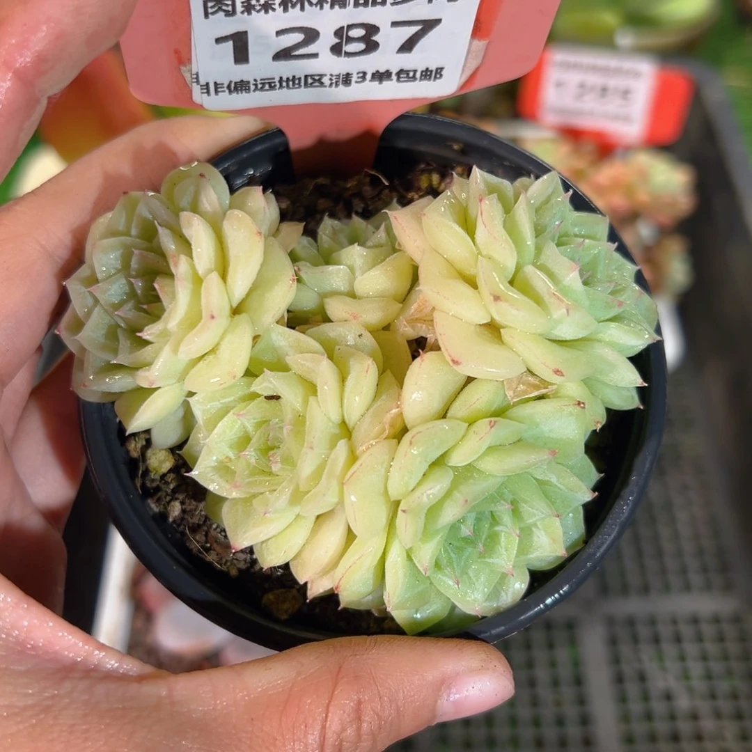 肉森林精品多肉1287.