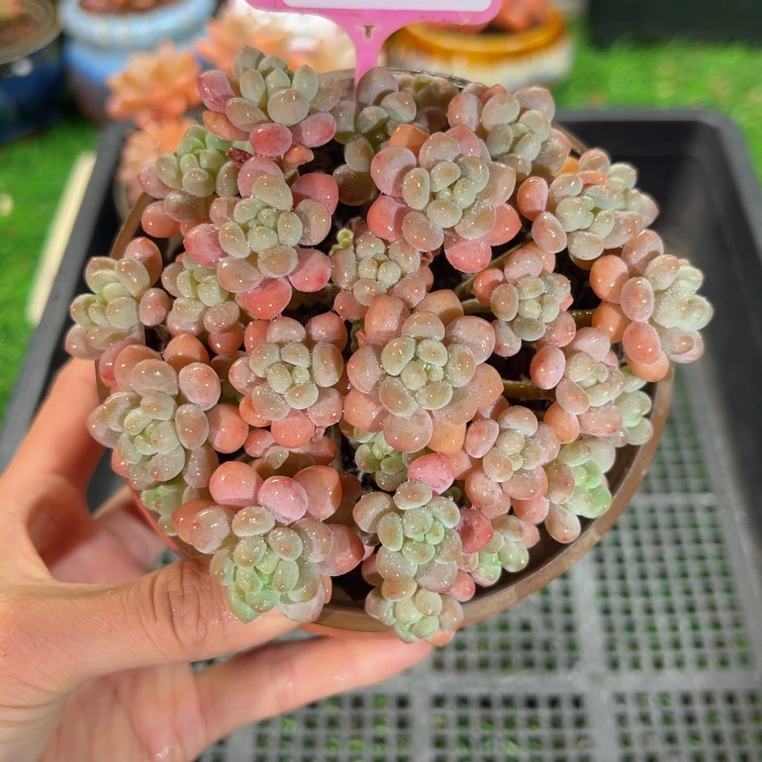 肉森林精品多肉1479.