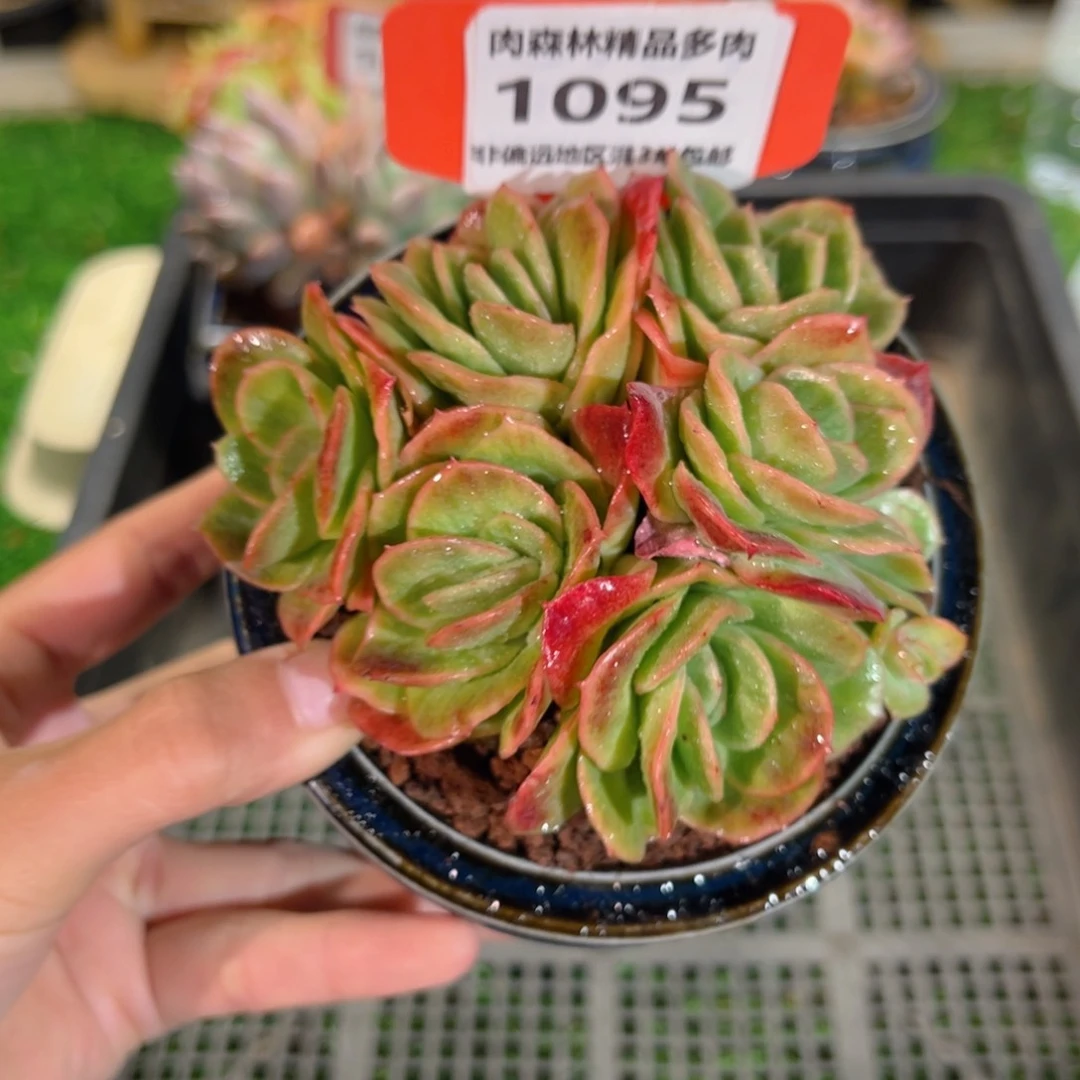 肉森林精品多肉1095.