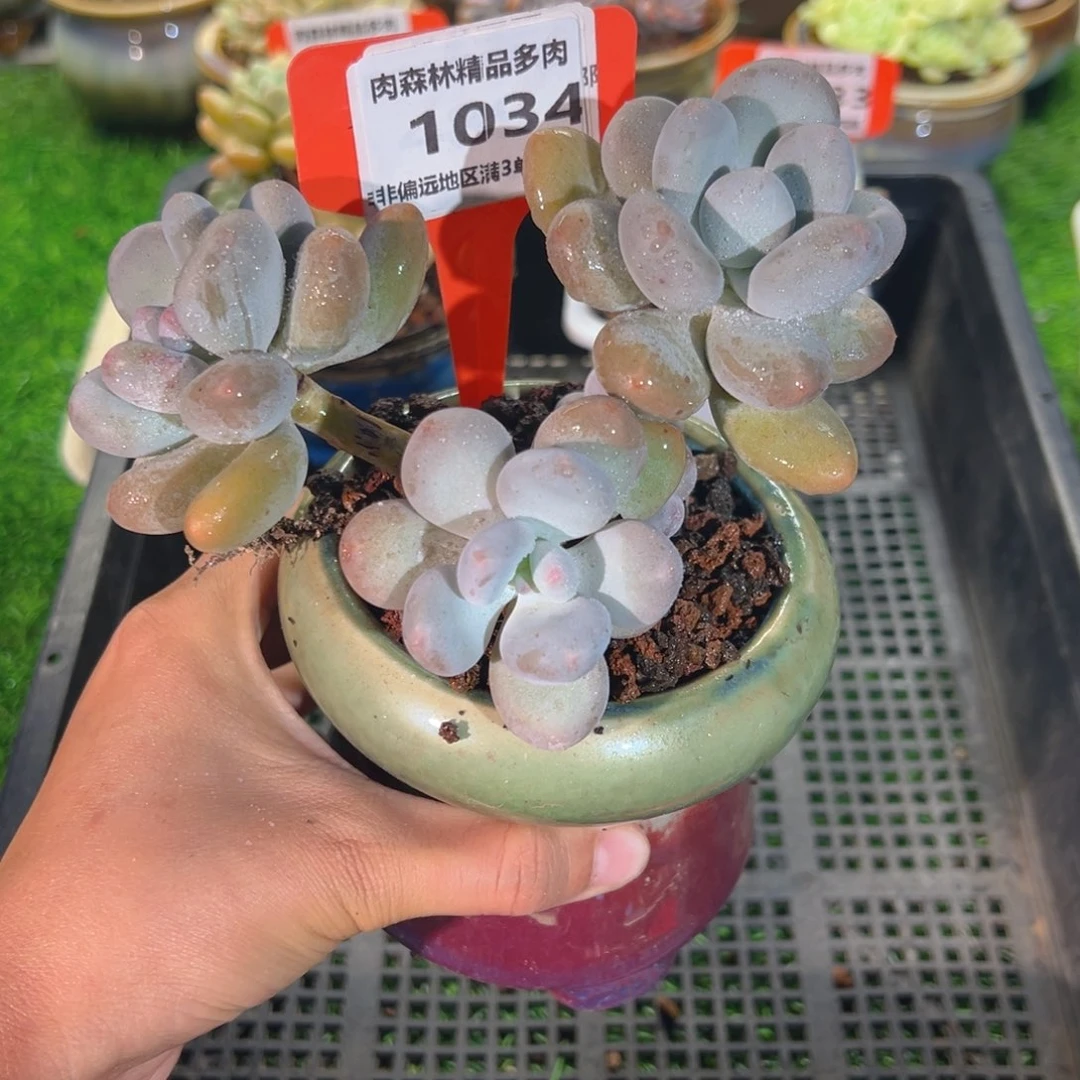 肉森林精品多肉1034.
