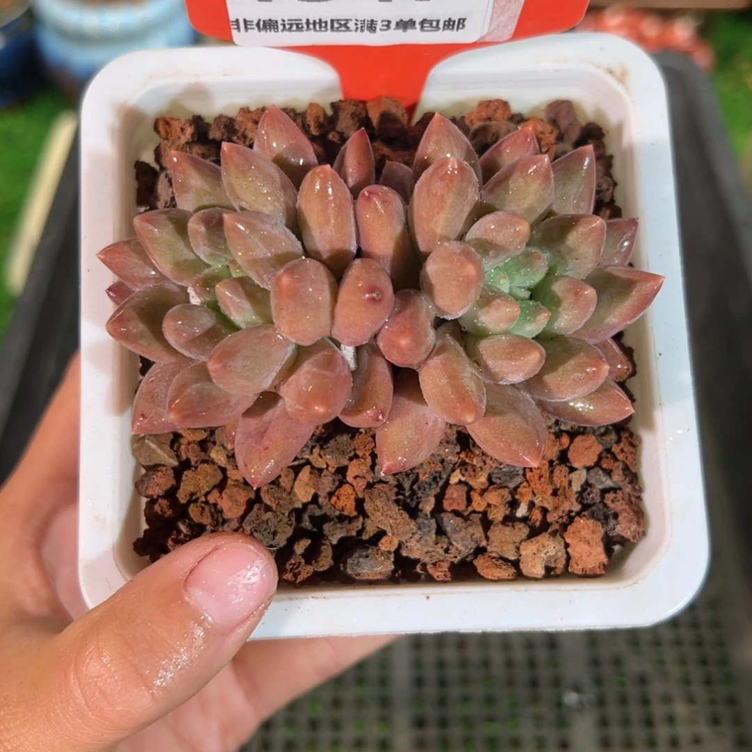 肉森林精品多肉1547.