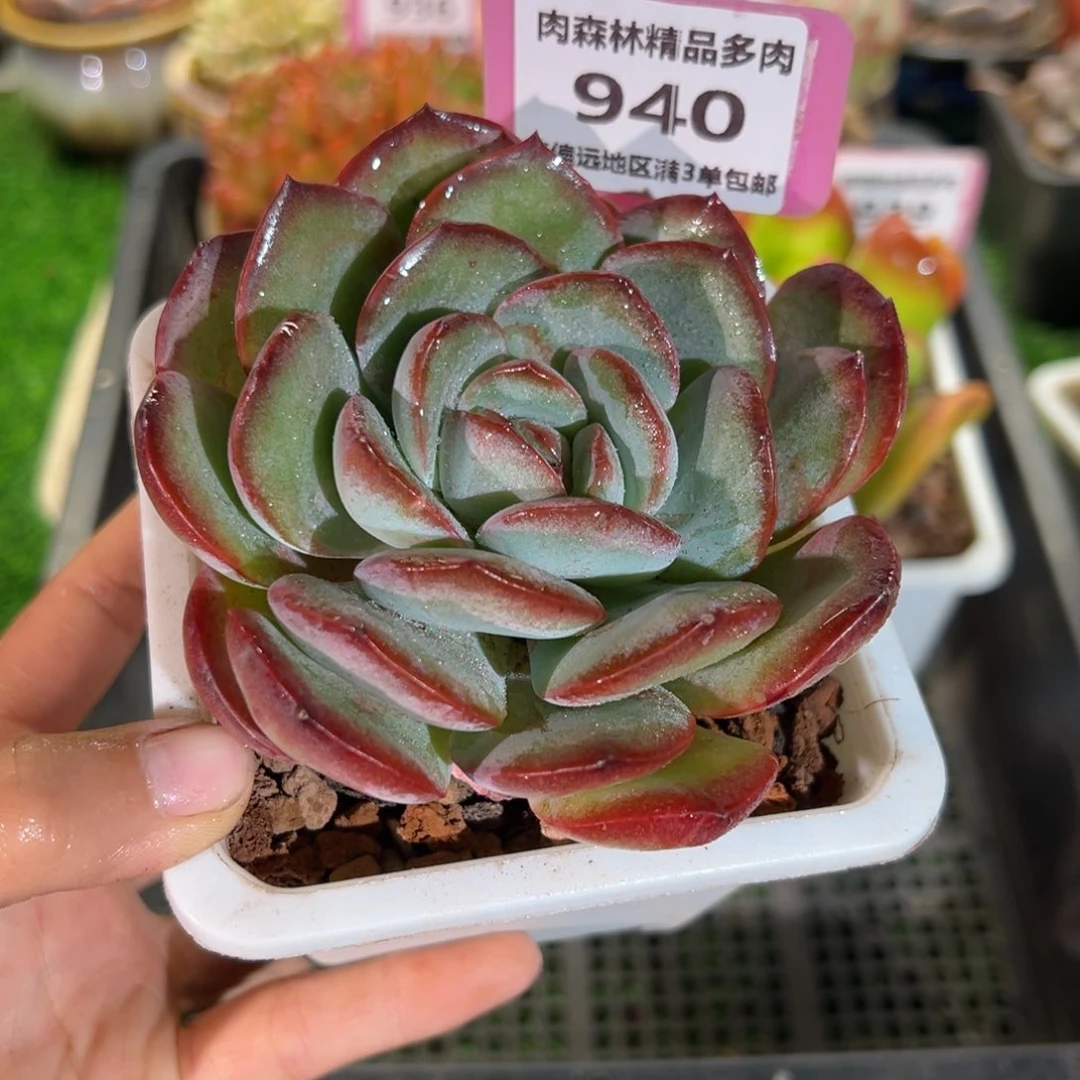 肉森林精品多肉940.
