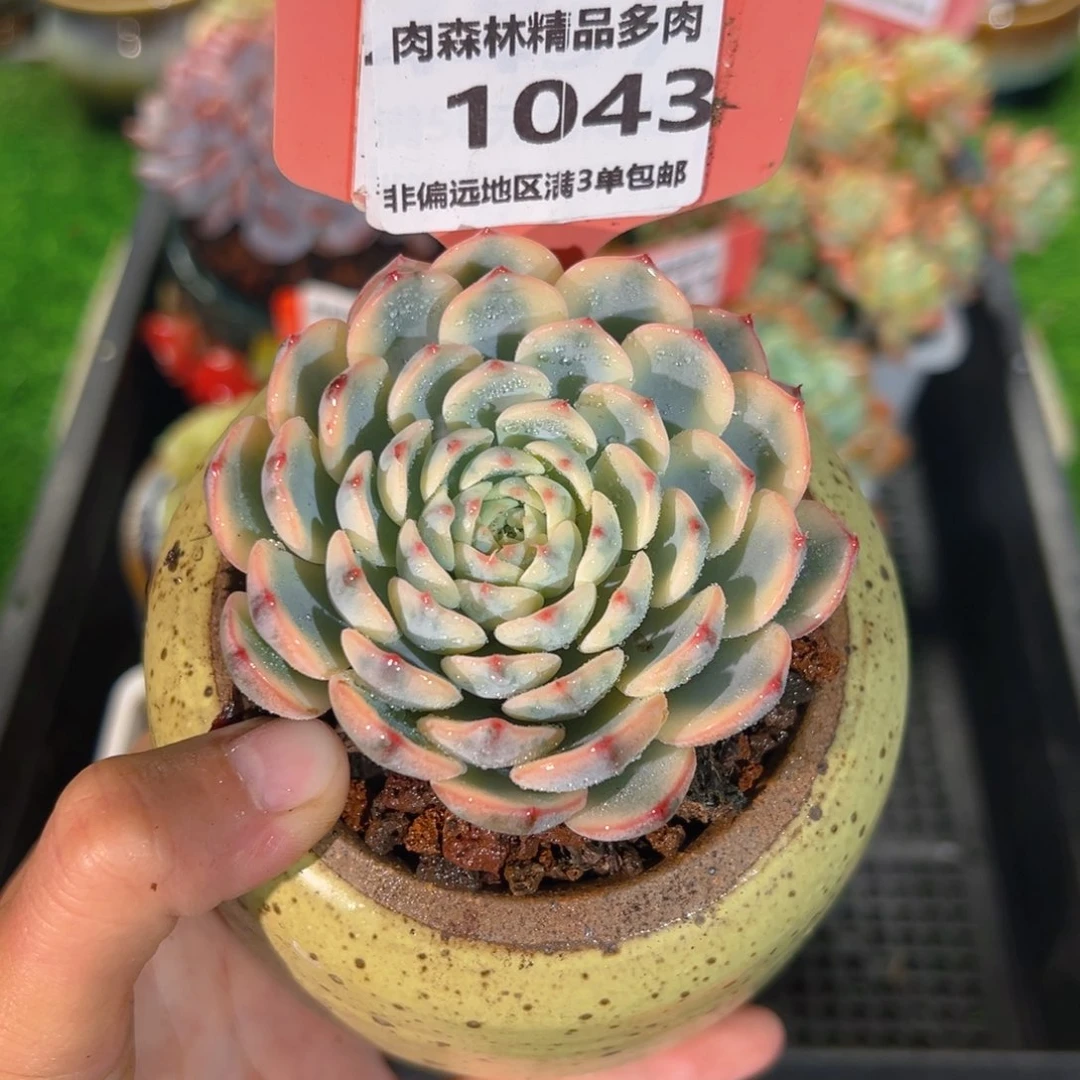 肉森林精品多肉1043.