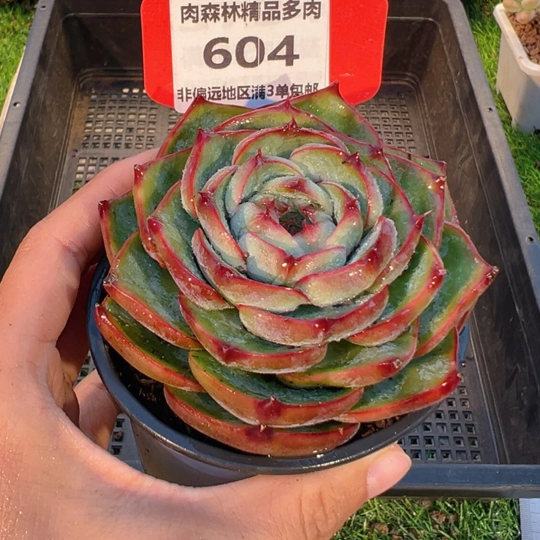 表妹精品多肉604.