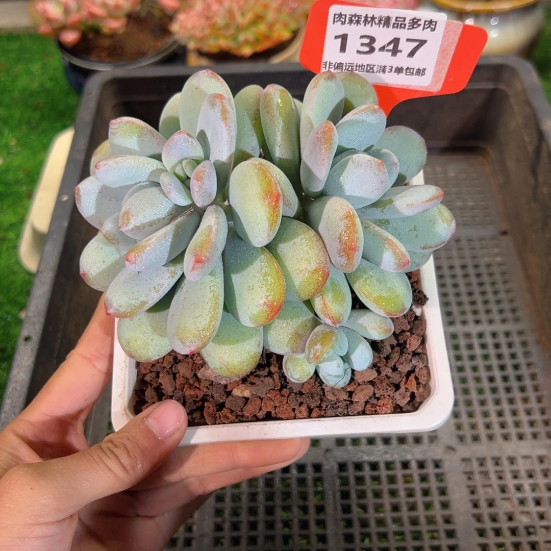 肉森林精品多肉1347.