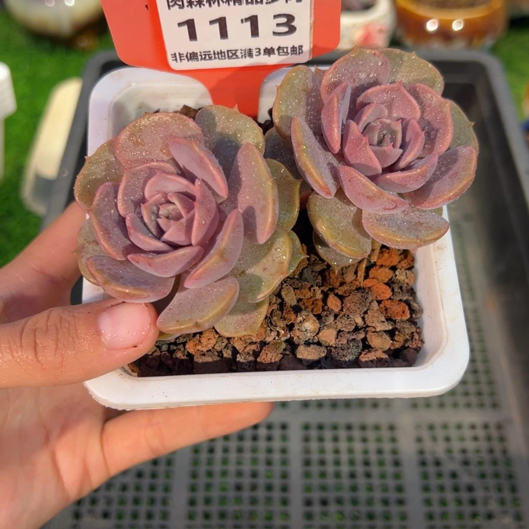肉森林精品多肉1113.