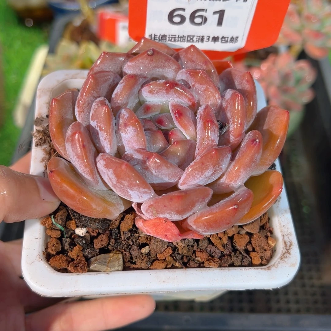 肉森林精品多肉661.