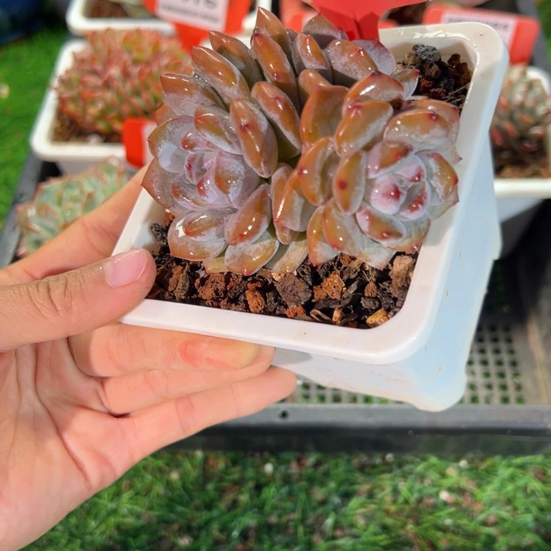 肉森林精品多肉1421.