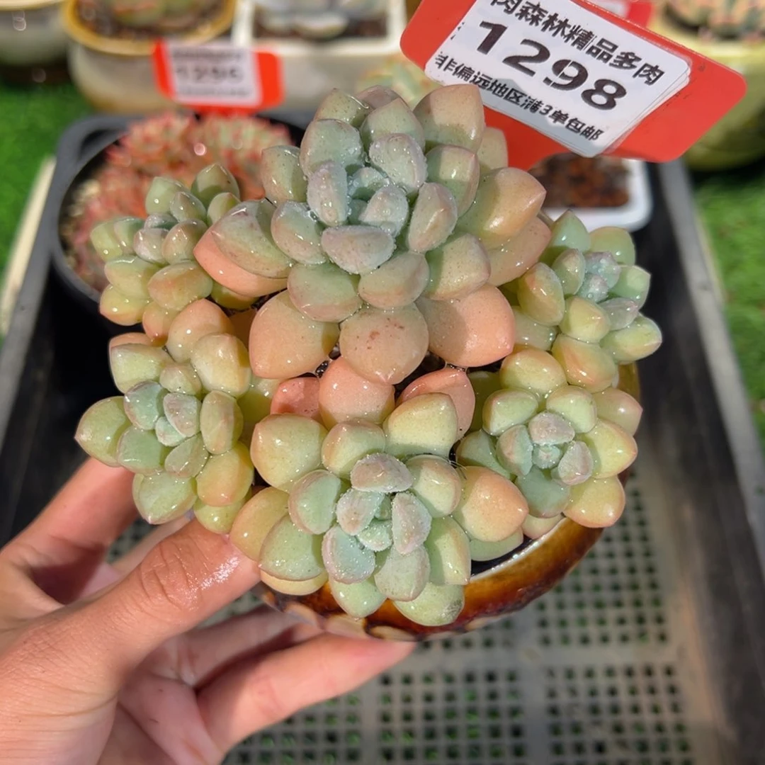 肉森林精品多肉1298.