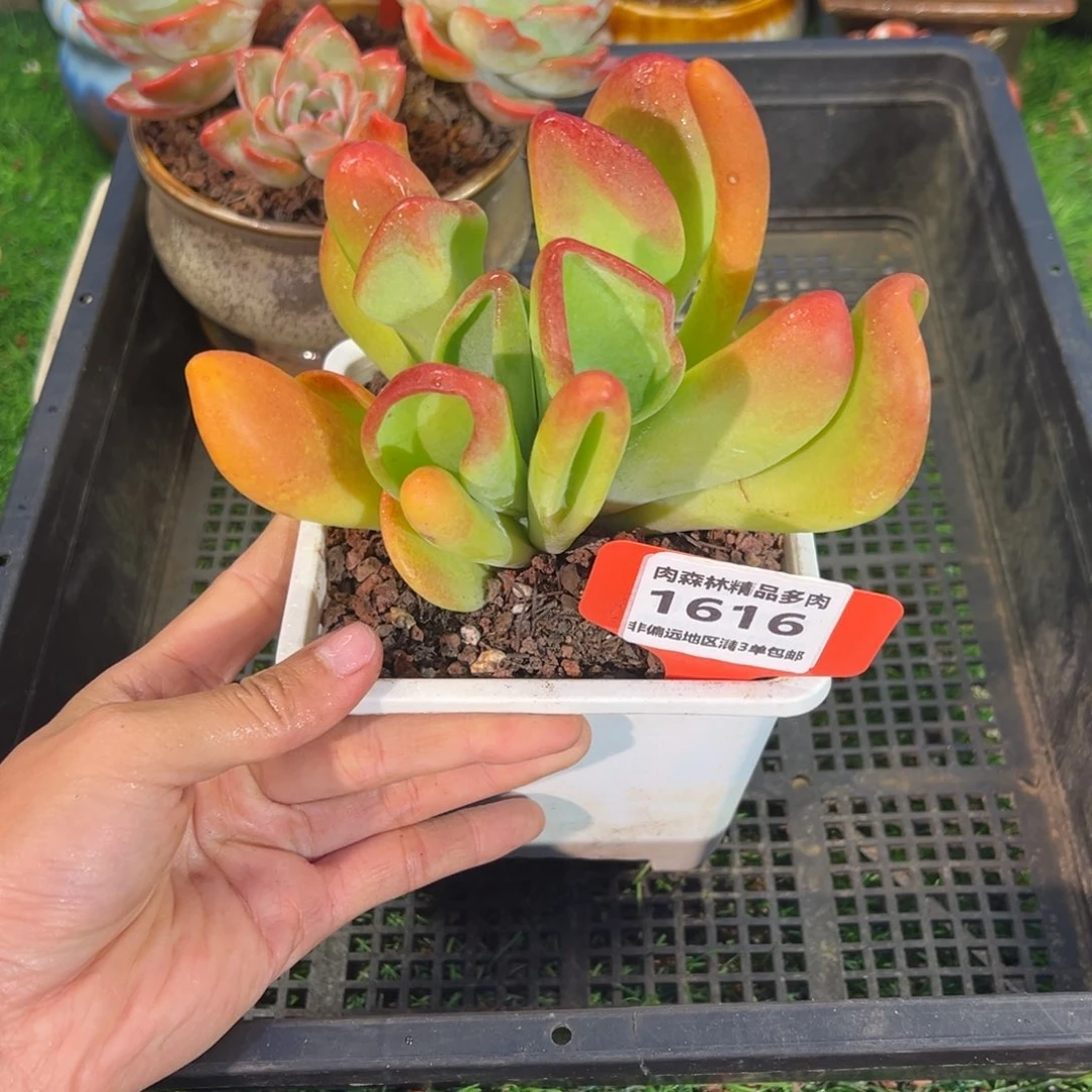 肉森林精品多肉1616.
