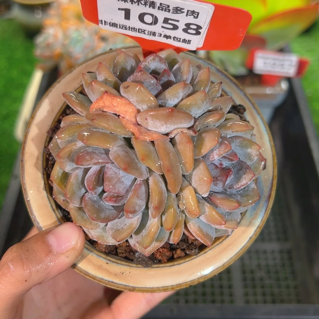 肉森林精品多肉1058.