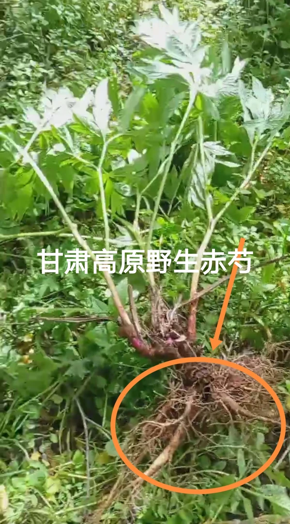 甘肃野生 赤芍  赤芍段原产地发货250—500克包邮