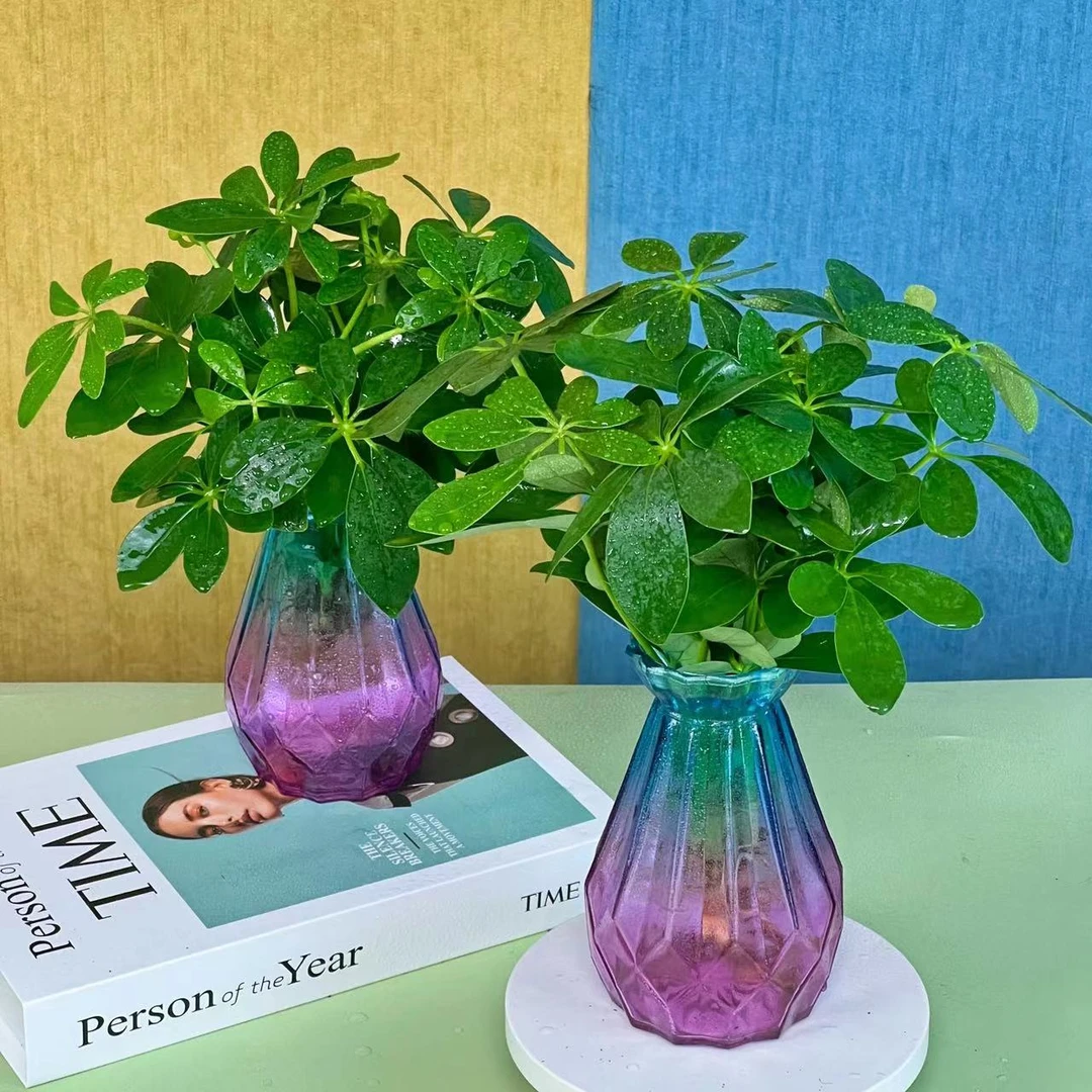 四季水培花卉水培植物七叶莲招财树八方来财室培植物水养宿舍盆栽