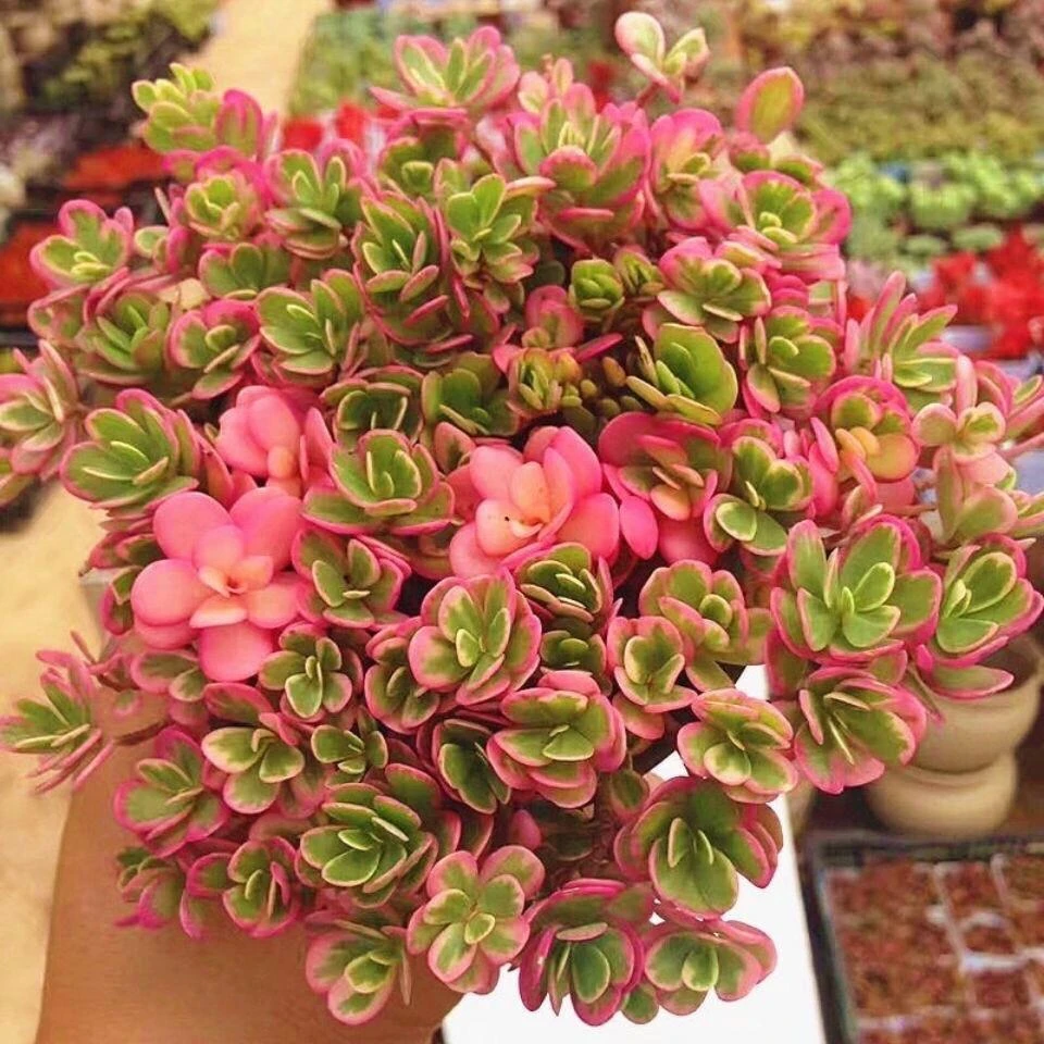彩色多肉植物【太阳花锦】肉肉室内盆栽绿植花卉办公室
