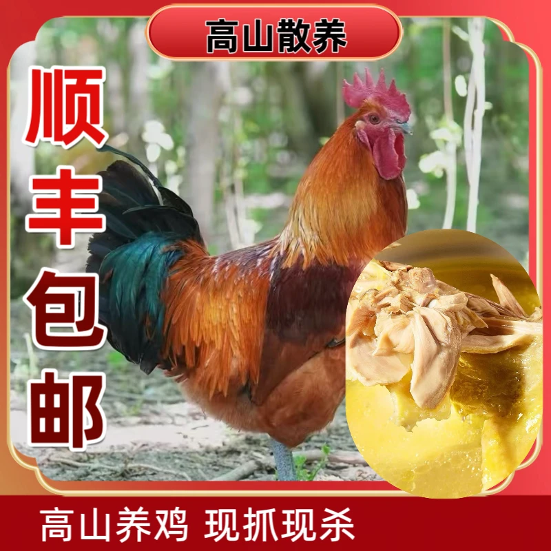 皖西麻黄鸡老公鸡新鲜现杀3斤-3.5斤【勺哥专享】